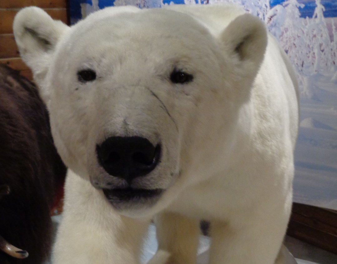 Whitehorse, Yukon - 15 Nov 2018 (Copyright: Danita Catherine Burke)